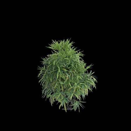 3d illustration of Rhapis Excelsa bush isolated on black backgroundの写真素材