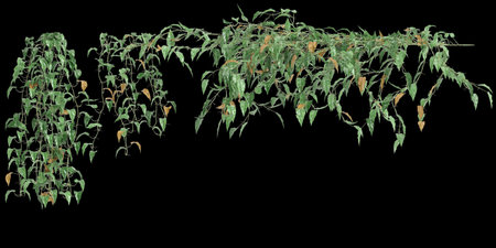 3d illustration of Philodendron Scandens hanging  isolated on black backgroundの写真素材