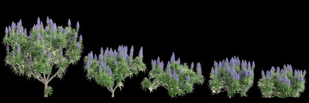 3d illustration of set Echium candicans bush isolated black backgroundの写真素材