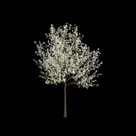 3d illustration of Pyrus nivalis tree isolated black backgroundの写真素材