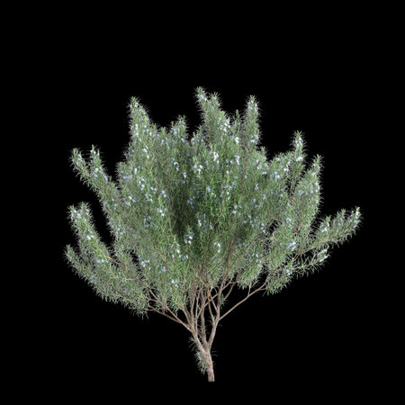 3d illustration of Rosmarinus officinalis bush isolated black backgroundの写真素材