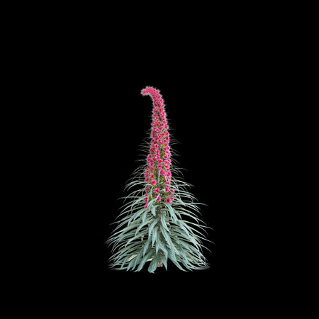 3d illustration of Echium wildpretii bush isolated black background