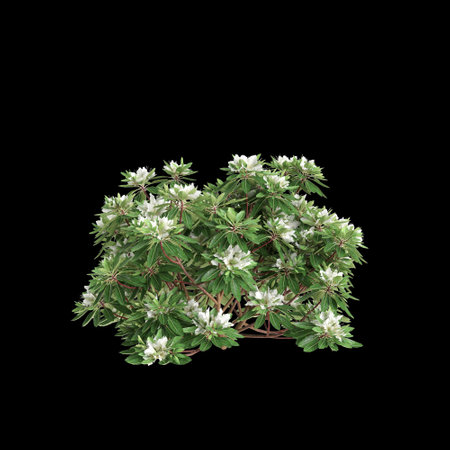 3d illustration of Rhododendron Hino White bush isolated on black backgroundの写真素材