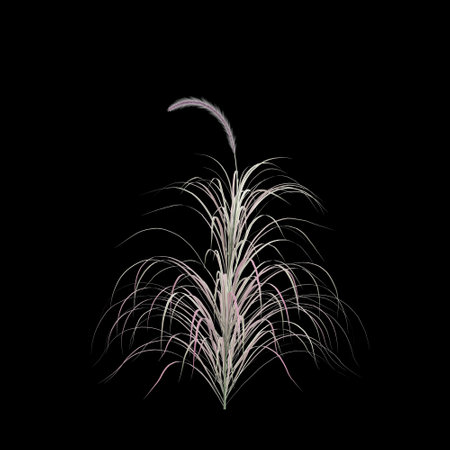3d illustration of Pennisetum Setaceum bush isolated on black backgroundの写真素材