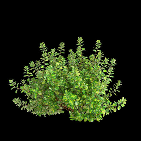 3d illustration of Coprosma repens bush isolated on black backgroundの写真素材