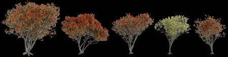 3d illustration of set Metrosideros excelsa tree isolated on black backgroundの写真素材