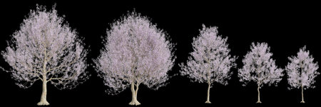 3d illustration of set Paulownia tomentosa flowering isolated on black backgroundの写真素材