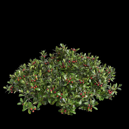 3d illustration of Arctostaphylos bush isolated on black backgroundの写真素材