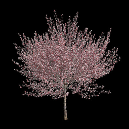 3d illustration of Prunus cerasifera flowering isolated on black backgroundの写真素材