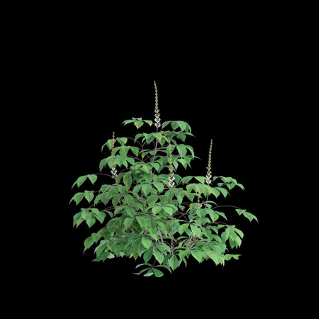 3d illustration of Aesculus parviflora tree isolated on black backgroundの写真素材