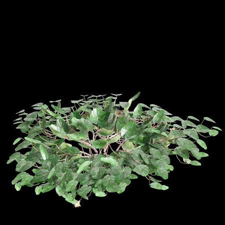 3d illustration of Dichondra repens bush isolated on black backgroundの写真素材
