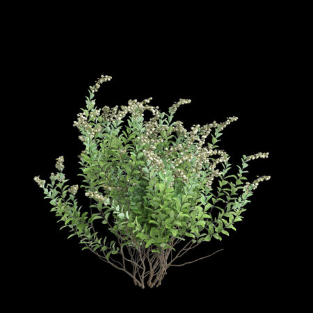3d illustration of Zenobia pulverulenta bush isolated on black backgroundの写真素材