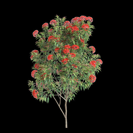 3d illustration of Corymbia ficifolia tree isolated on black backgroundの写真素材