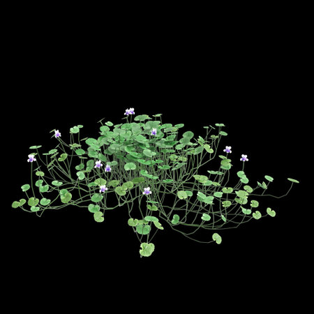 3d illustration of Viola hederacea bush isolated on black backgroundの写真素材