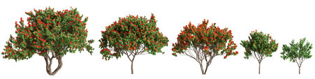 3d illustration of set Saraca asoca tree isolated on white backgroundの写真素材