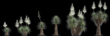3d illustration of set Yucca thompsoniana tree isolated on black backgroundの写真素材