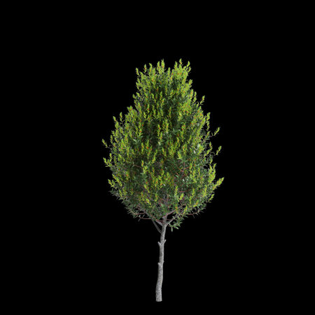 3d illustration of Ilex x aquipernyi tree isolated on black backgroundの写真素材