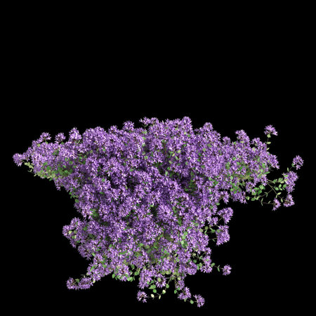 3d illustration of Thymus serpyllum hanging plant isolated on black backgroundの写真素材