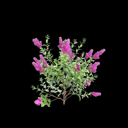 3d illustration of Spiraea douglasii bush isolated on black backgroundの写真素材
