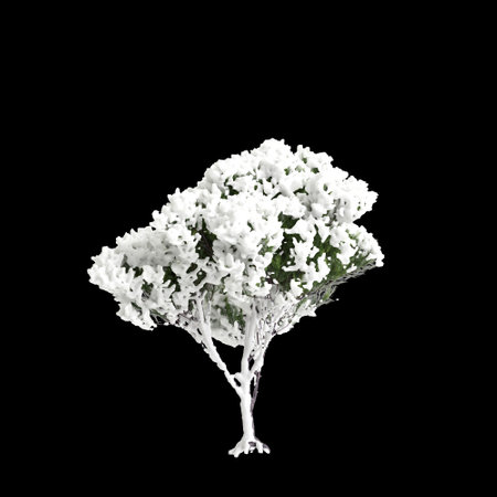 3d illustration of Pinus pinea snow covered tree isolated on black backgroundの写真素材