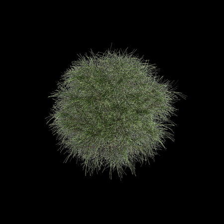 3d illustration of Casuarina equisetifolia bush isolated on black backgroundの写真素材