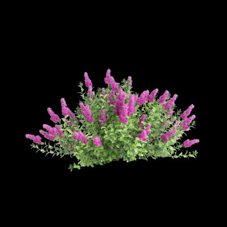 3d illustration of Spiraea douglasii bush isolated on black backgroundの写真素材