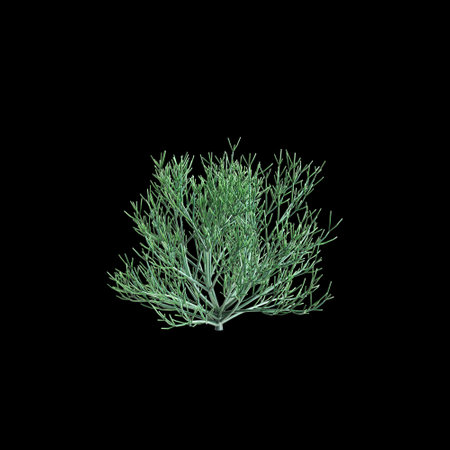 3d illustration of Euphorbia tirucalli tree isolated on black backgroundの写真素材
