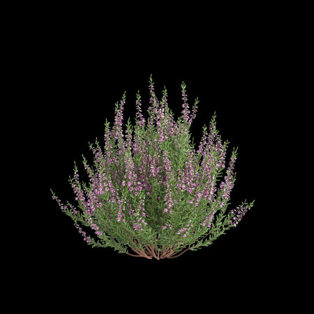 3d illustration of Culluna vulgaris bush isolated on black backgroundの写真素材