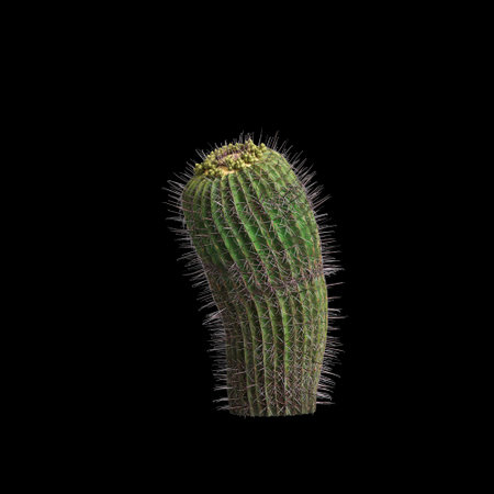 3d illustration of Ferocactus emoryi bush isolated on black backgroundの写真素材