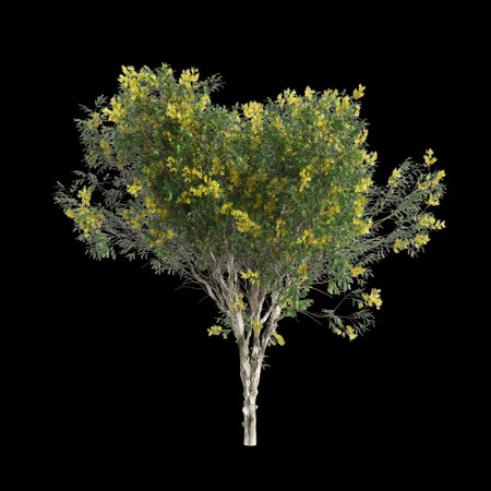 3d illustration of Caesalpinia ferrea tree isolated on black backgroundの写真素材