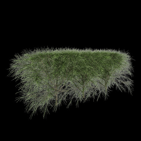 3d illustration of Casuarina equisetifolia treeline isolated on black background, perspectiveの写真素材