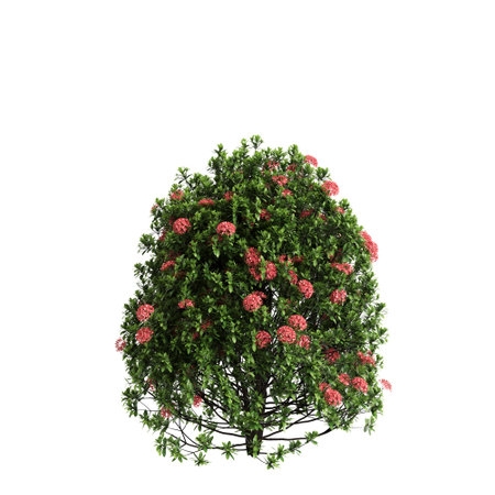 3d illustration of Ixora taiwanensis bush isolated on black backgroundの写真素材
