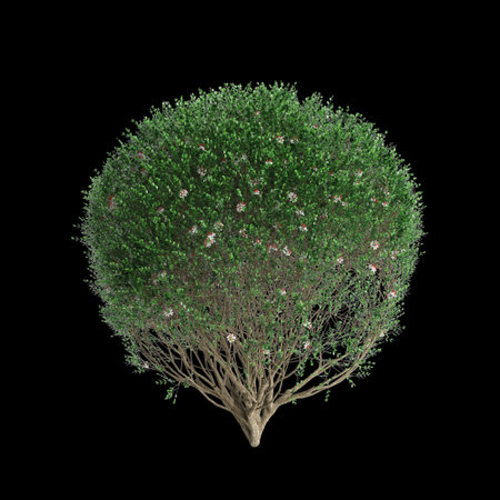 3d illustration of Murraya paniculata bush isolated on black backgroundの写真素材
