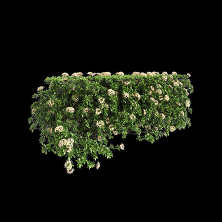 3d illustration of Ixora taiwanensis treeline isolated on black background, perspectiveの写真素材