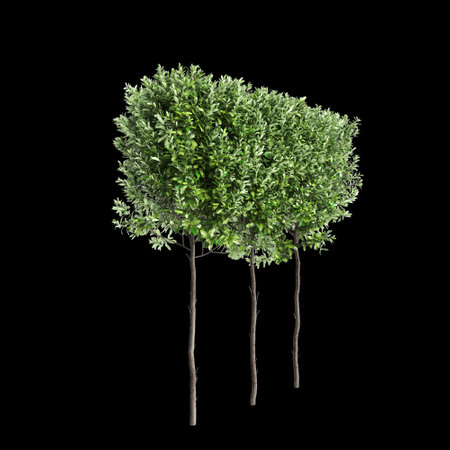 3d illustration of Laurus nobilis treeline isolated on black background, perspectiveの写真素材