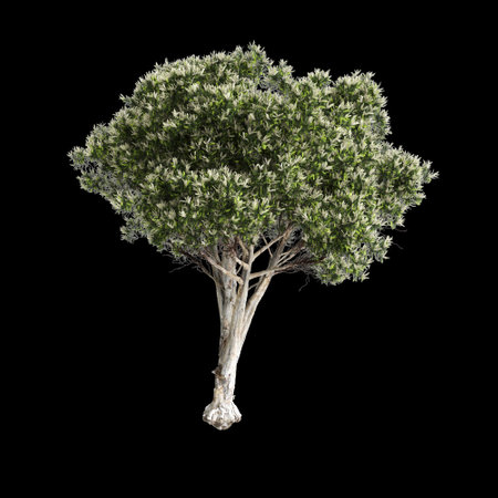 3d illustration of Melaleuca linariifolia tree isolated on black backgroundの写真素材