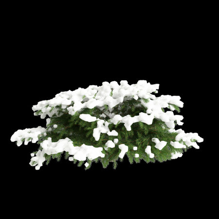 3d illustration of Picea abies Nidiformis snow covered tree isolated on black backgroundの写真素材