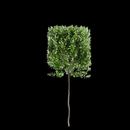 3d illustration of Laurus nobilis bush isolated on black backgroundの写真素材
