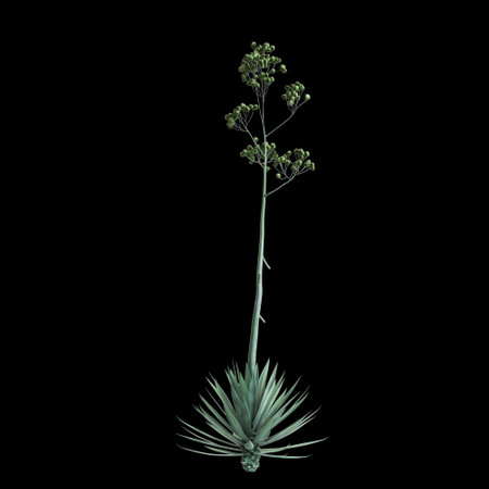 3d illustration of Agave rhodacantha bush isolated on black backgroundの写真素材