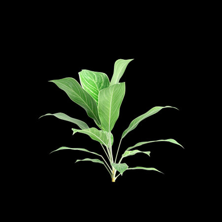 3d illustration of Aglaonema Nitidum bush isolated on black backgroundの写真素材