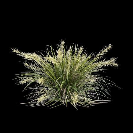 3d illustration of Lomandra hystrix bush isolated on black backgroundの写真素材