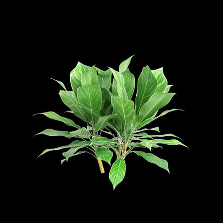 3d illustration of Aglaonema Nitidum bush isolated on black backgroundの写真素材