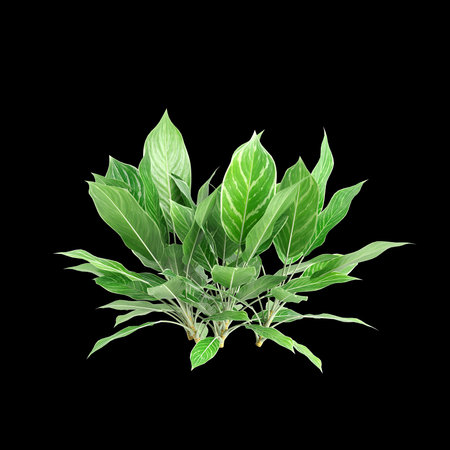 3d illustration of Aglaonema Nitidum bush isolated on black backgroundの写真素材