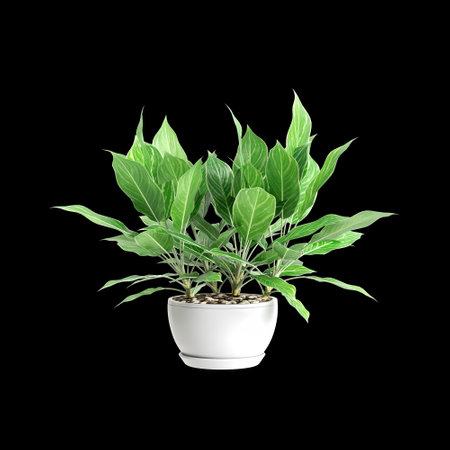 3d illustration of Aglaonema Nitidum plant isolated on black backgroundの写真素材