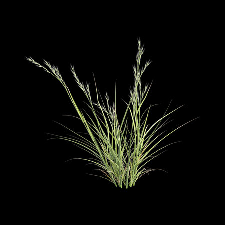 3d illustration of rytidosperma caespitosum grass isolated on black backgroundの写真素材