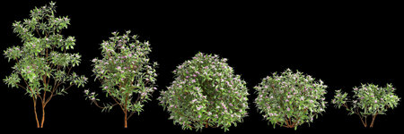 3d illustration of set Daphne Odora tree isolated on black backgroundの写真素材