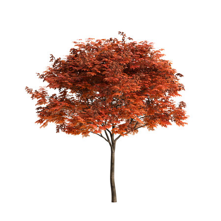 Koelreuteria paniculata trees 3d illustration on white background premiumの写真素材