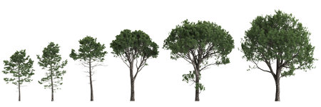 Multiple Pinus pinaster trees 3d illustration on white background