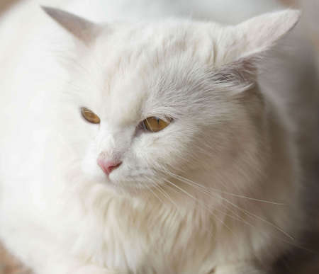 thoughtful white cat close up shotの写真素材