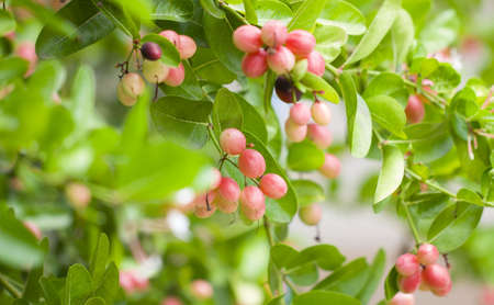 Mango Lime yawn yellの写真素材